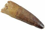 Fossil Spinosaurus Tooth - Real Dinosaur Tooth #367934-1